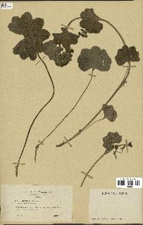 spécimen de Alchemilla glabra