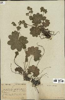 spécimen de Alchemilla glabra