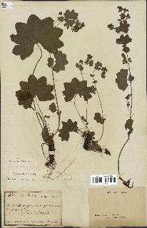 spécimen de Alchemilla glabra