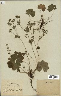 spécimen de Alchemilla filicaulis