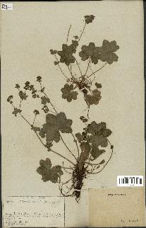 spécimen de Alchemilla filicaulis