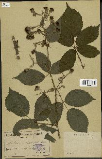 spécimen de Rubus occitanicus