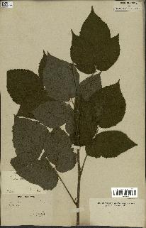 spécimen de Rubus caesius