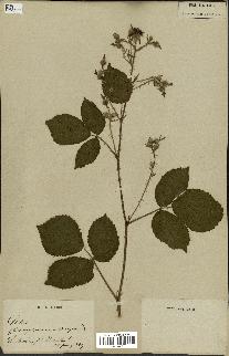 spécimen de Rubus sp.