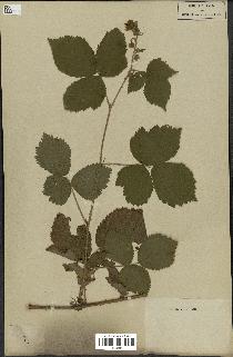 spécimen de Rubus sp.