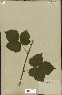 spécimen de Rubus sp.