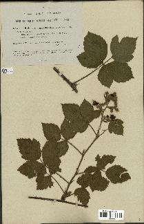 spécimen de Rubus nemorosus