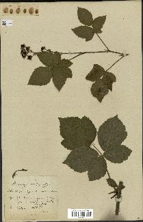 spécimen de Rubus nemorosus