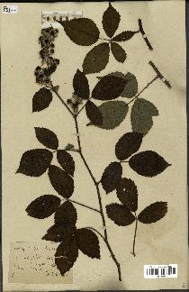 spécimen de Rubus foliosus