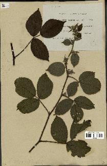 spécimen de Rubus foliosus