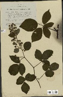 spécimen de Rubus foliosus