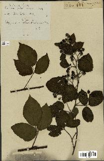 spécimen de Rubus foliosus