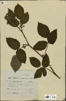 spécimen de Rubus guentheri