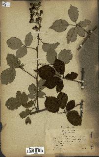 spécimen de Rubus bifrons