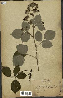 spécimen de Rubus bifrons