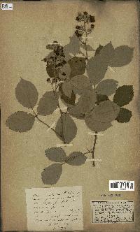 spécimen de Rubus speciosus