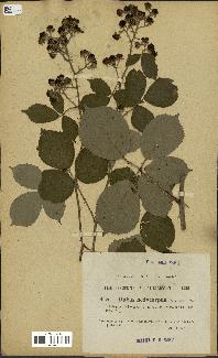 spécimen de Rubus hedycarpus