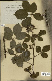 spécimen de Rubus langei