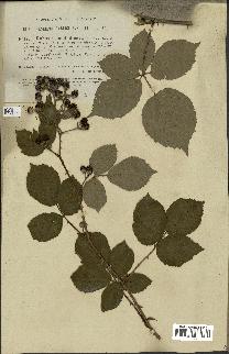 spécimen de Rubus rhamnifolius