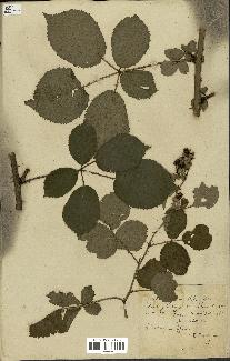 spécimen de Rubus rhamnifolius