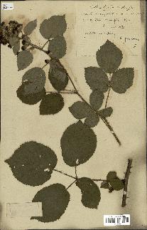 spécimen de Rubus rhamnifolius