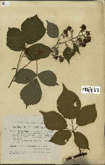 spécimen de Rubus danicus