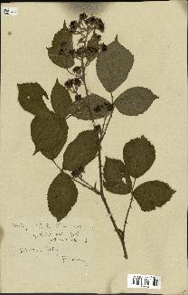 spécimen de Rubus danicus