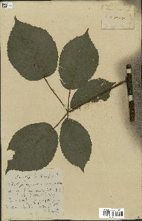 spécimen de Rubus macrophyllus