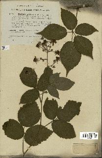 spécimen de Rubus pallidus