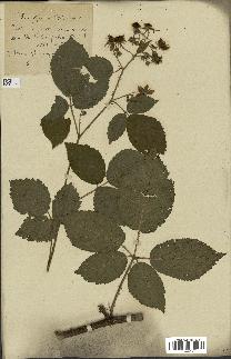 spécimen de Rubus pallidus