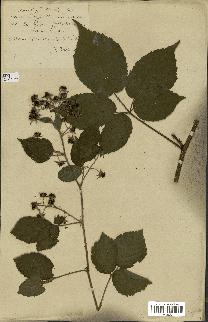 spécimen de Rubus pallidus