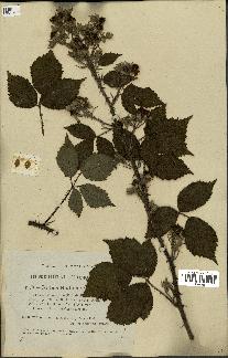 spécimen de Rubus radula