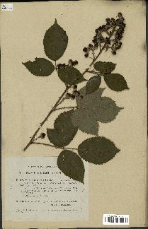 spécimen de Rubus radula