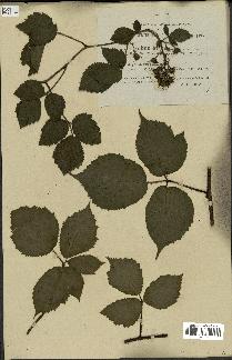 spécimen de Rubus hirtus