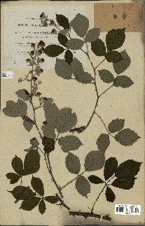 spécimen de Rubus ulmifolius