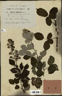 spécimen de Rubus ulmifolius