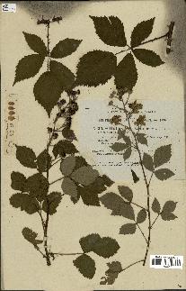 spécimen de Rubus thyrsoideus