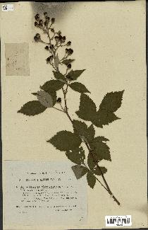 spécimen de Rubus thyrsoideus