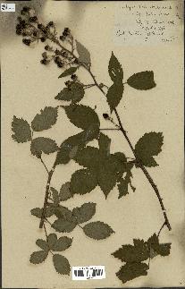 spécimen de Rubus thyrsoideus