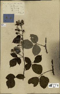 spécimen de Rubus hedycarpus