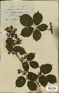 spécimen de Rubus hedycarpus