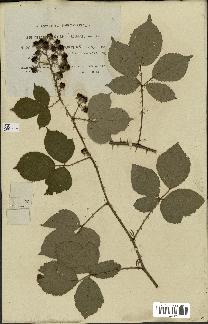 spécimen de Rubus hedycarpus