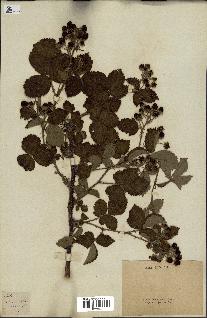 spécimen de Rubus sp.