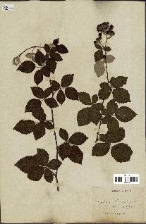 spécimen de Rubus sp.