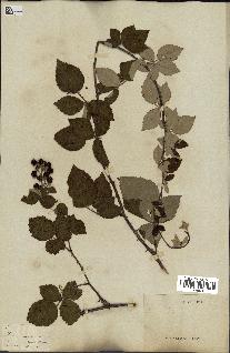 spécimen de Rubus sp.