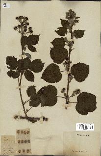 spécimen de Rubus sp.