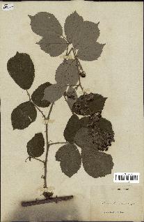 spécimen de Rubus sp.