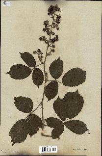 spécimen de Rubus sp.