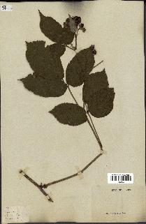 spécimen de Rubus sp.
