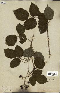 spécimen de Rubus sp.
